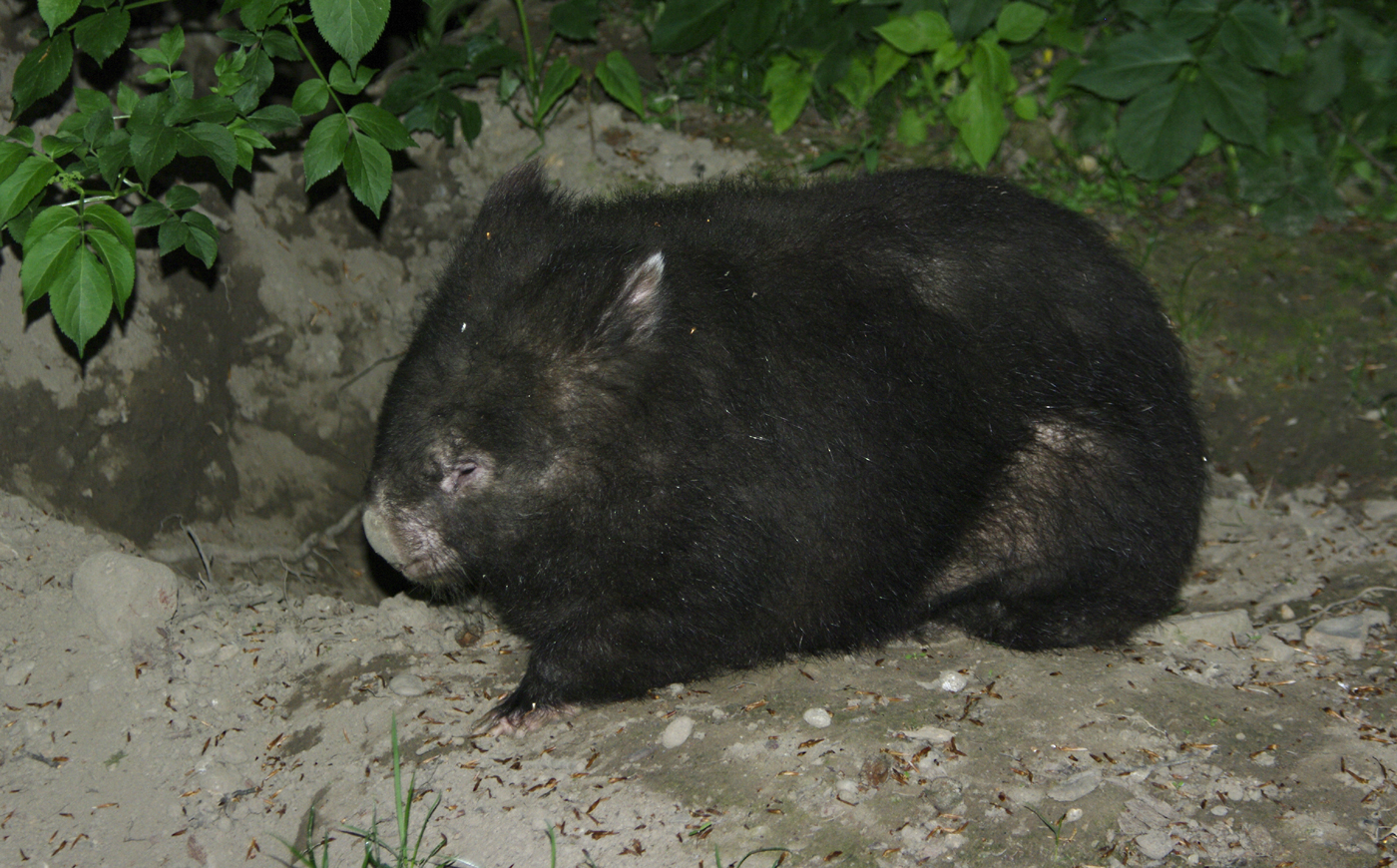 Wombat