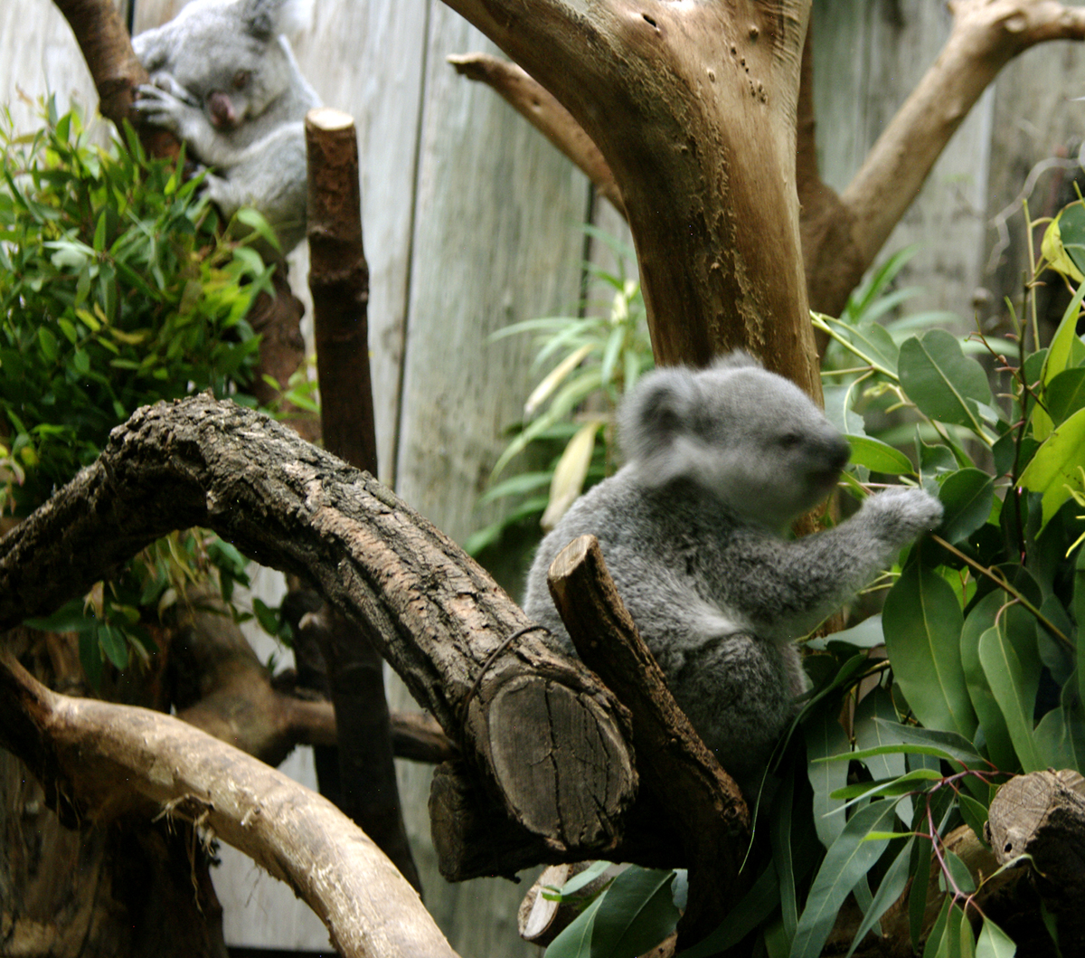 2 Koalas