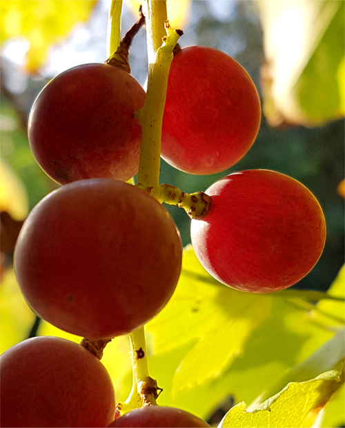 Rote Trauben
